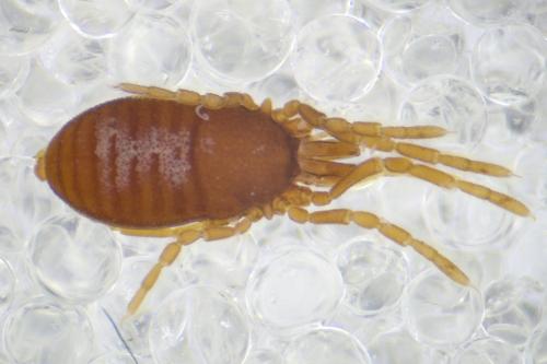 Tirrenosiro minor